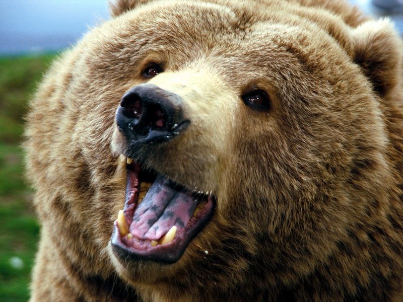 Grizzly Attack; DISPLAY FULL IMAGE.