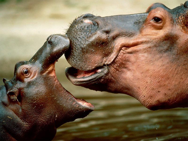 Hippopotamus Kiss; DISPLAY FULL IMAGE.