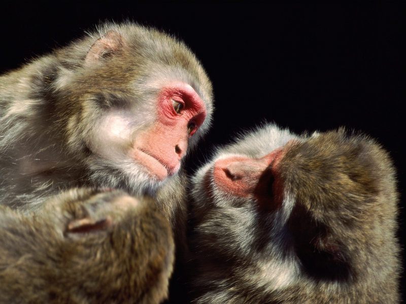 Look Into My Eyes (Monkeys); DISPLAY FULL IMAGE.