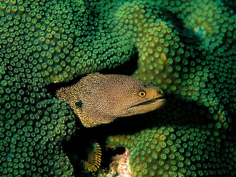 Moray Eel; DISPLAY FULL IMAGE.