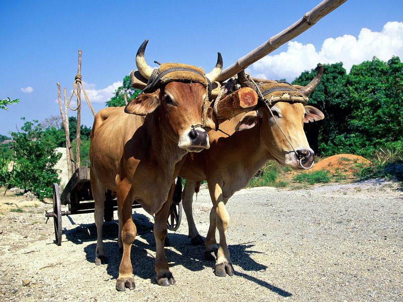 Oxen, Holguin, Cuba; DISPLAY FULL IMAGE.