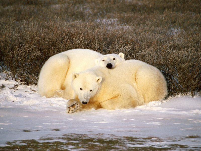 Polar Bear Cuddle; DISPLAY FULL IMAGE.