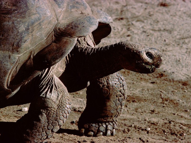 Slow But Steady (Tortoise); DISPLAY FULL IMAGE.