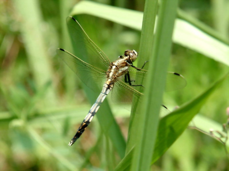 Skimmer Dragonfly (Orthetrum albistylum speciosum ) {!--밀잠자리 반성숙 수컷-->; DISPLAY FULL IMAGE.