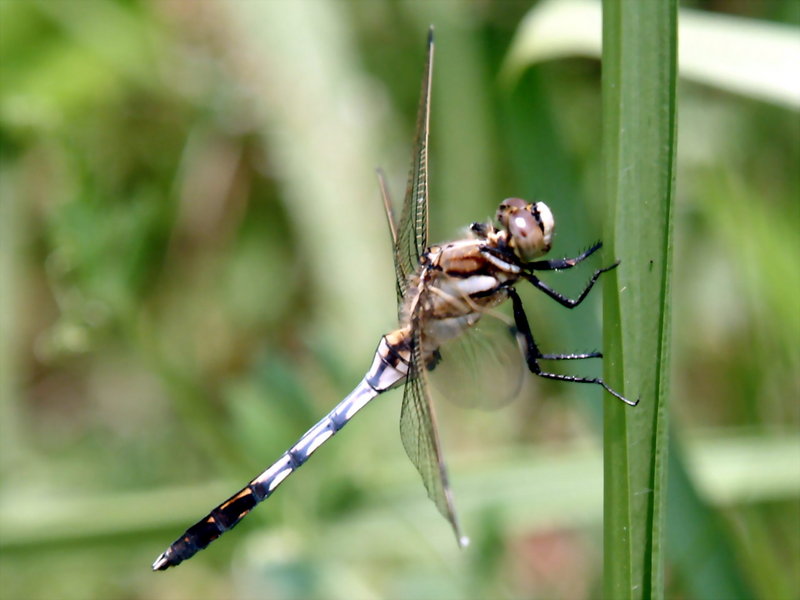Skimmer Dragonfly (Orthetrum albistylum speciosum ) {!--밀잠자리 반성숙 수컷-->; DISPLAY FULL IMAGE.