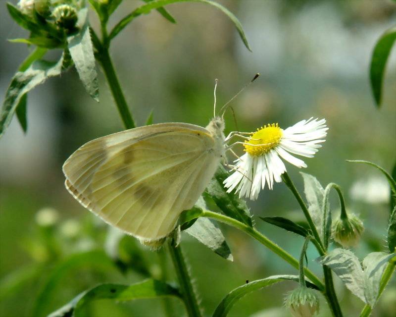 Artogeia rapae (Common Cabbage White Butterfly) {!--배추흰나비-->; DISPLAY FULL IMAGE.