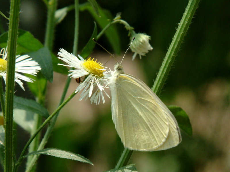 Artogeia rapae (Common Cabbage White Butterfly) {!--배추흰나비-->; DISPLAY FULL IMAGE.