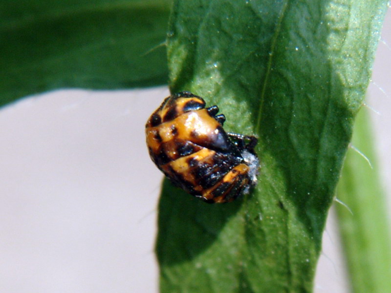 Ladybug's pupae {!--무당벌레 번데기-->; DISPLAY FULL IMAGE.