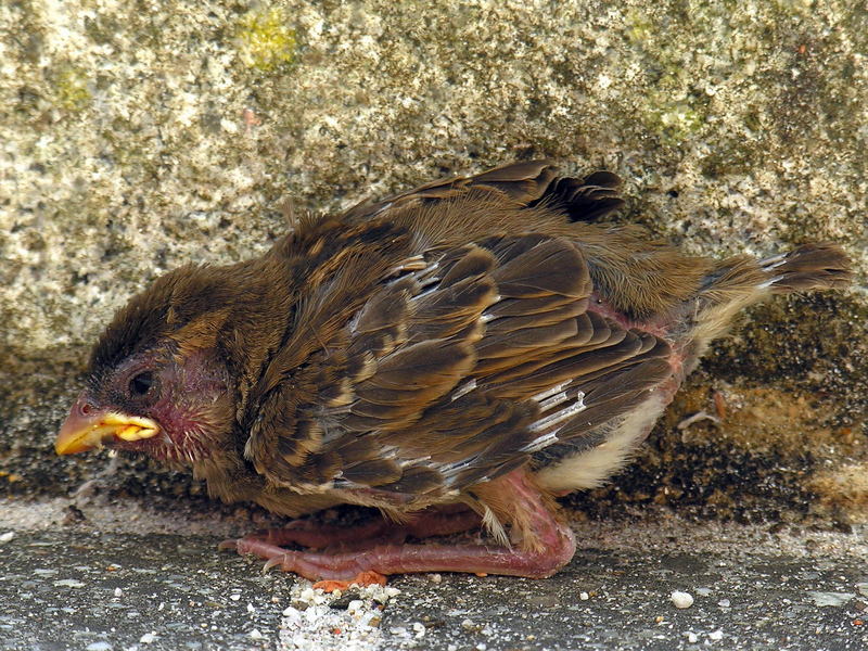 house sparrow (hatchling, chick) - a broken peak; DISPLAY FULL IMAGE.