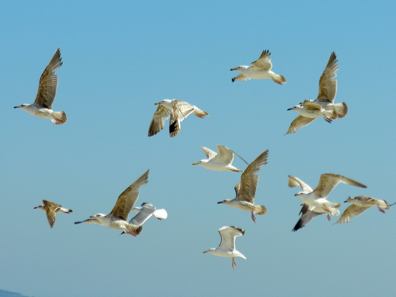 gulls; DISPLAY FULL IMAGE.