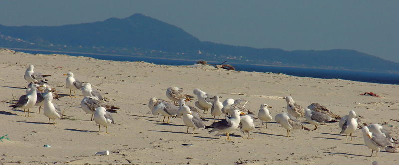 gulls; DISPLAY FULL IMAGE.