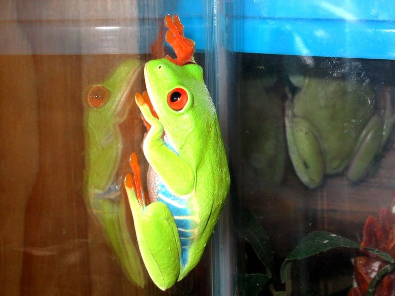red eyed tree frog; DISPLAY FULL IMAGE.