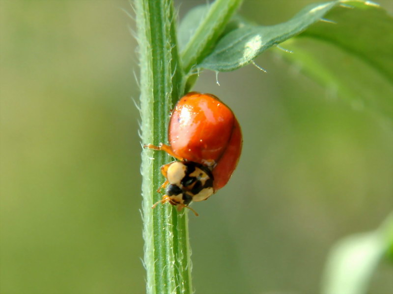 Spotless Ladybird {!--무당벌레-->; DISPLAY FULL IMAGE.