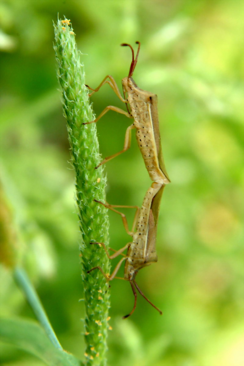 Cletus punctiger (Squash bugs, mating) {!--시골가시허리노린재-->; DISPLAY FULL IMAGE.
