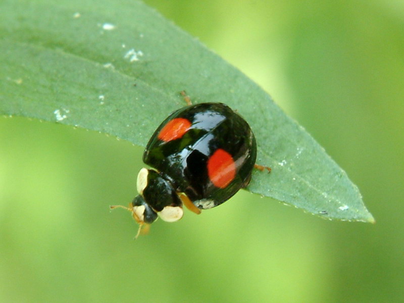 Chilocorus kuwanae (Red-spotted Black Lady Beetle) {!--애홍점박이무당벌레-->; DISPLAY FULL IMAGE.