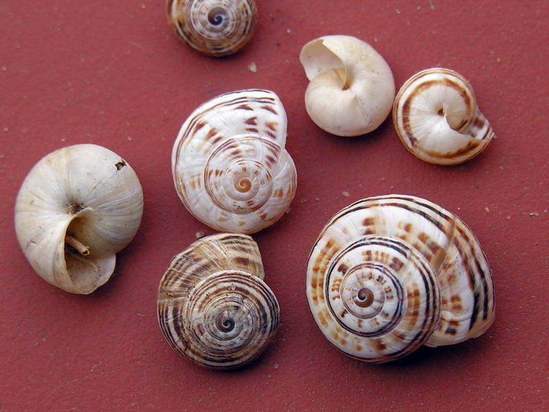 shells; DISPLAY FULL IMAGE.
