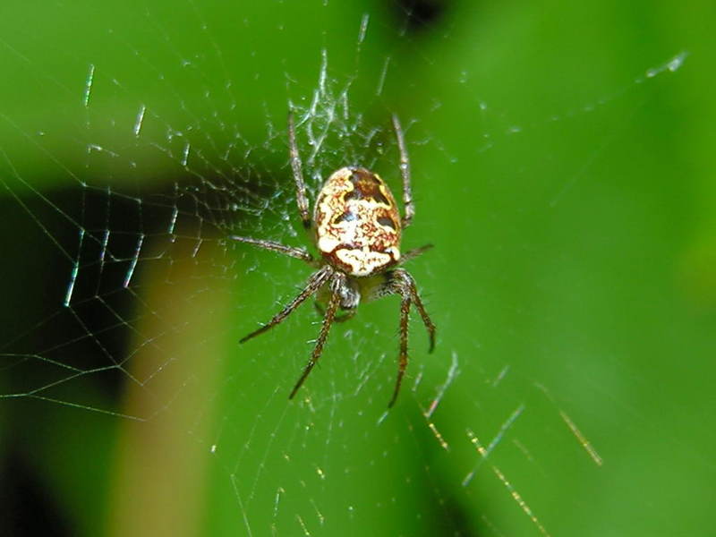 spider; DISPLAY FULL IMAGE.