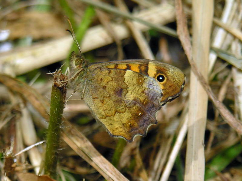 butterfly; DISPLAY FULL IMAGE.