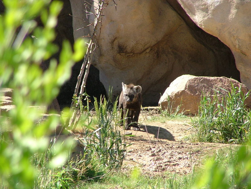 Hyena cub; DISPLAY FULL IMAGE.