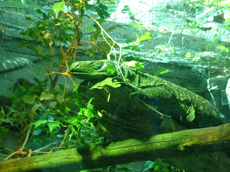 Alligator Lizzard; DISPLAY FULL IMAGE.