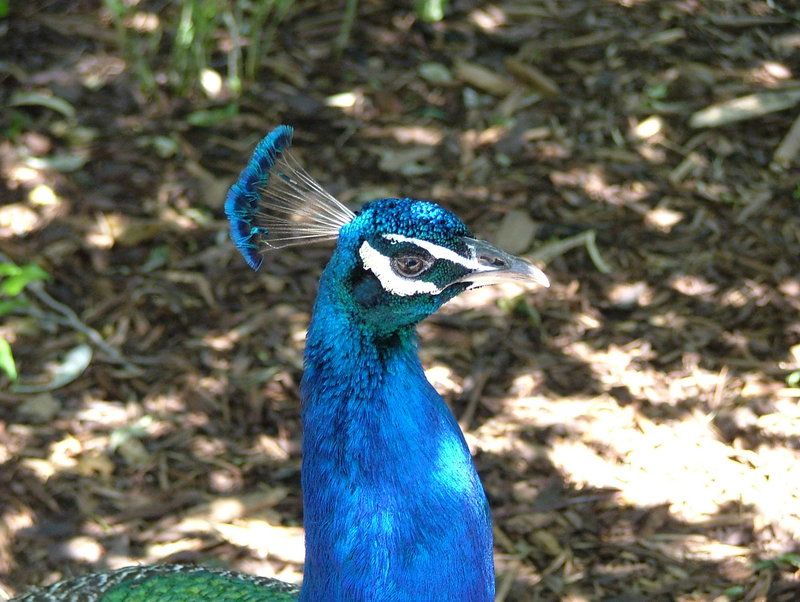 Peacock head - blue peafowl (Pavo cristatus); DISPLAY FULL IMAGE.