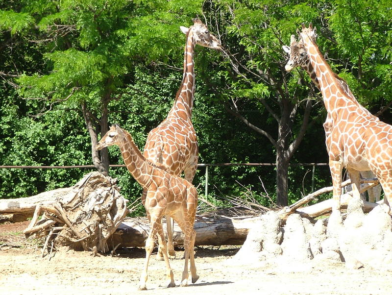 Giraffes with offspring; DISPLAY FULL IMAGE.