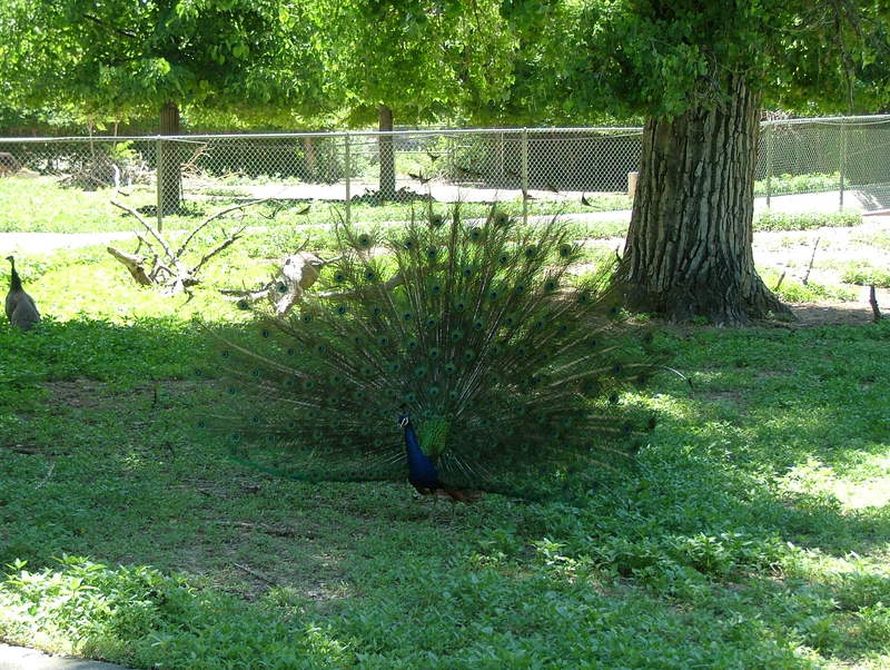 Peacock displaying for Hen; DISPLAY FULL IMAGE.