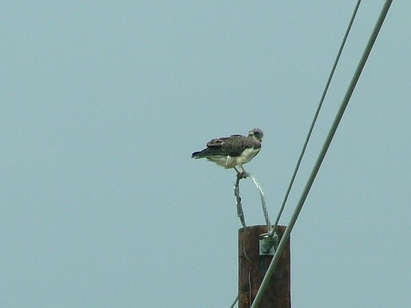 Swainsons Hawk; DISPLAY FULL IMAGE.