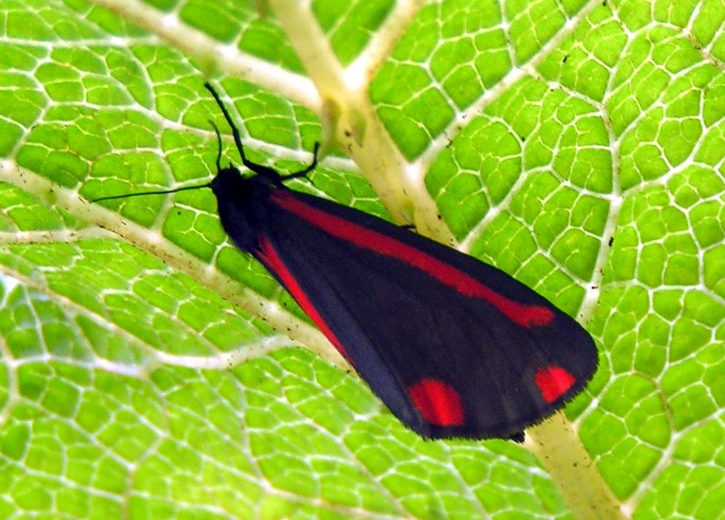 Cinnabar Moth; DISPLAY FULL IMAGE.