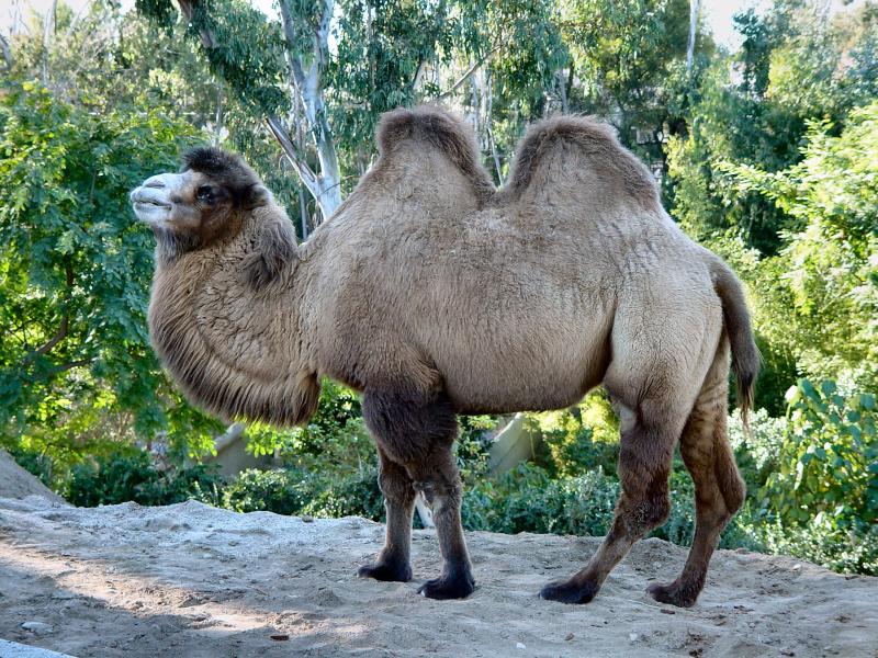 Camel; DISPLAY FULL IMAGE.