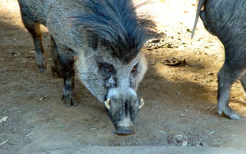 warthog; DISPLAY FULL IMAGE.