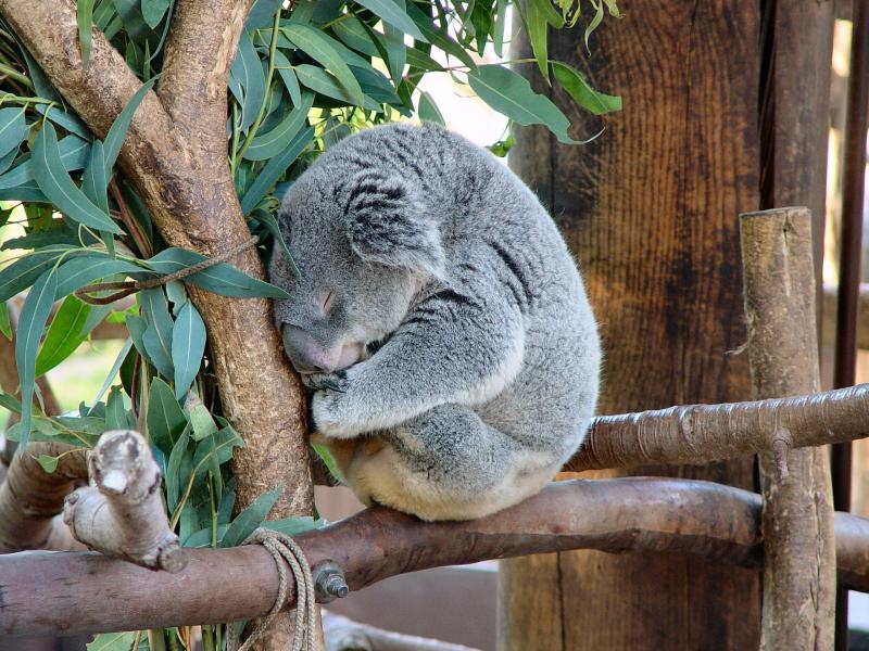 Koala; DISPLAY FULL IMAGE.