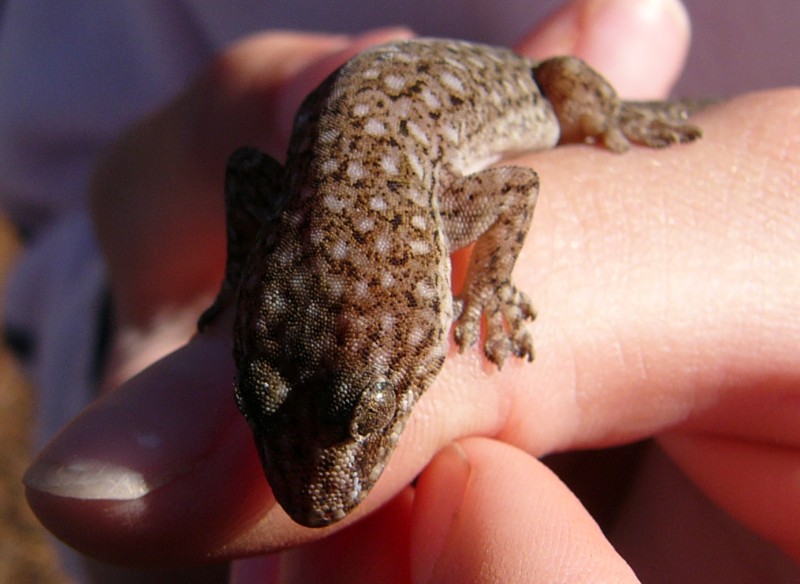 gecko; DISPLAY FULL IMAGE.