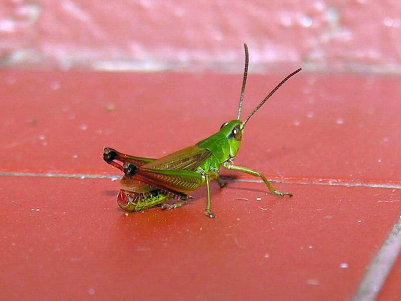 Grasshopper; DISPLAY FULL IMAGE.