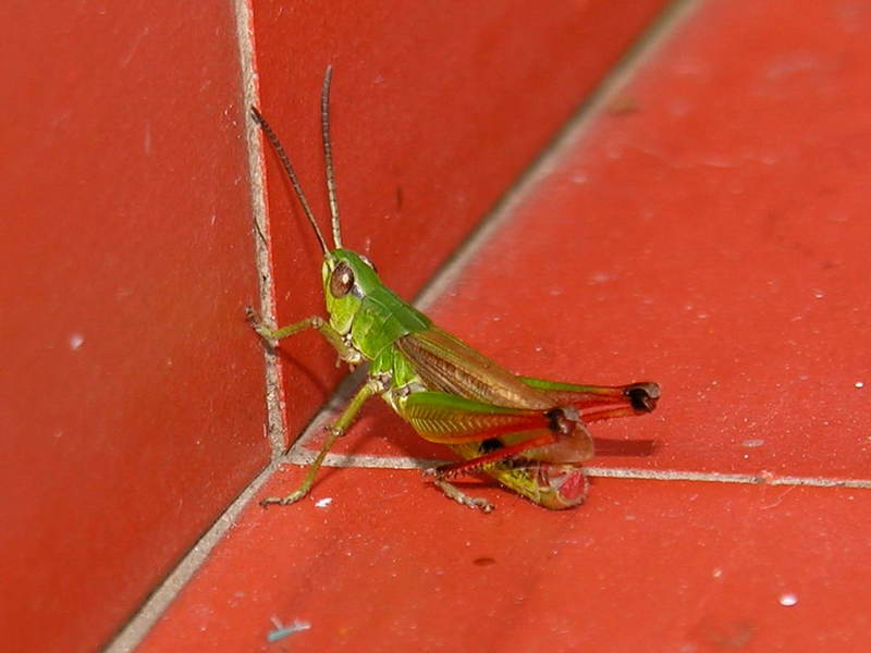 Grasshopper; DISPLAY FULL IMAGE.