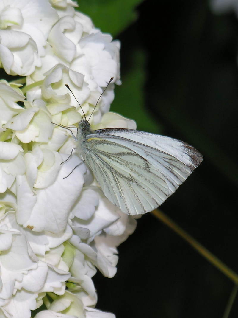 common cabbage white butterfly; DISPLAY FULL IMAGE.