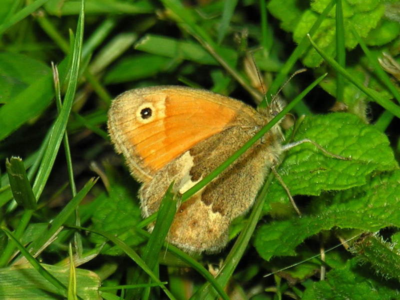 butterfly; DISPLAY FULL IMAGE.