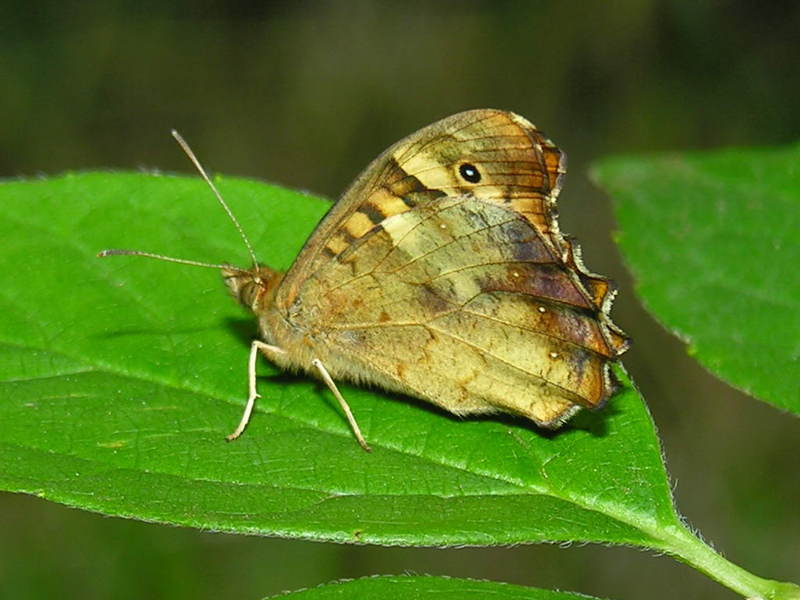 butterfly; DISPLAY FULL IMAGE.