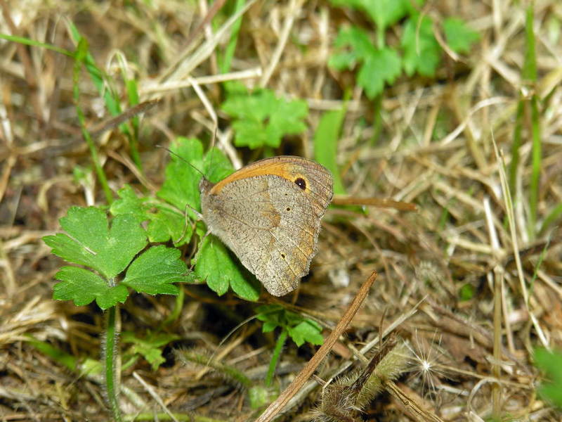 butterfly; DISPLAY FULL IMAGE.