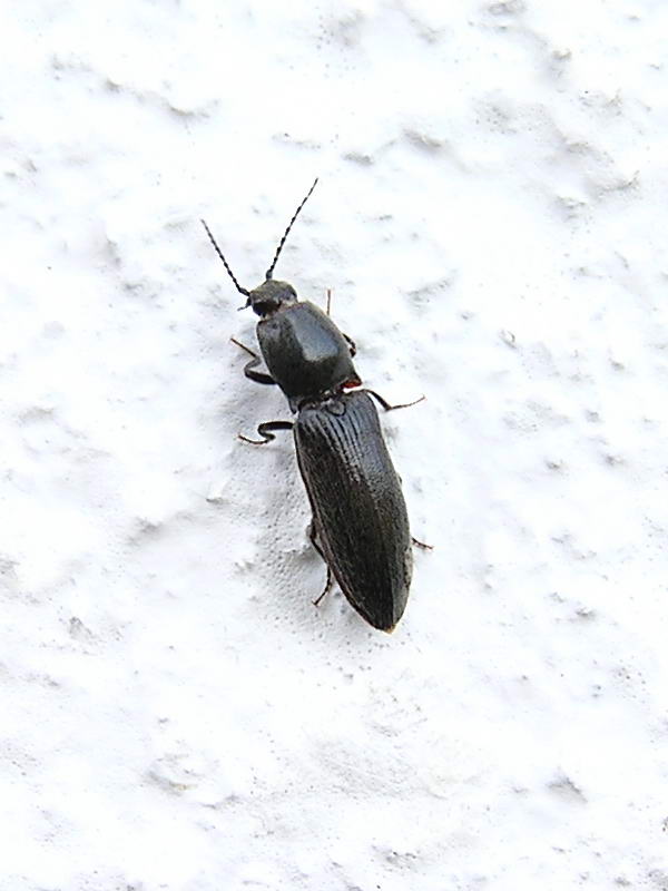 a kind of click beetle Image ONLY