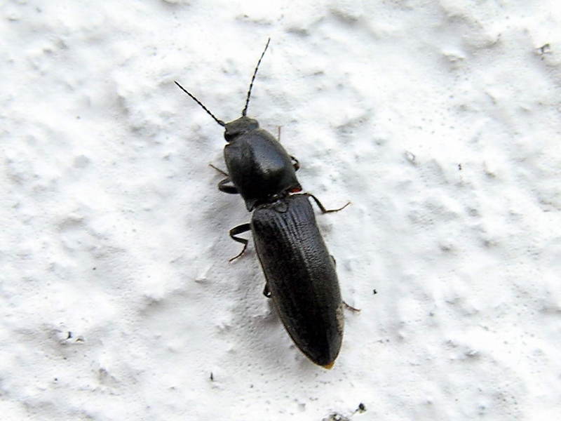 a kind of click beetle; DISPLAY FULL IMAGE.