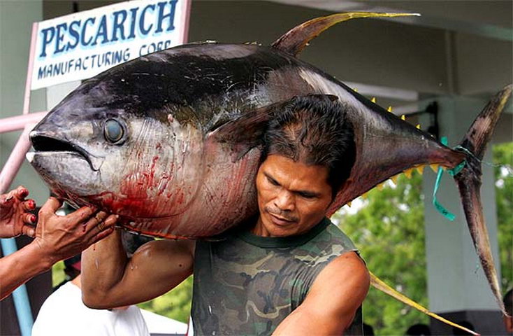 Yellowfin Tuna; Image ONLY