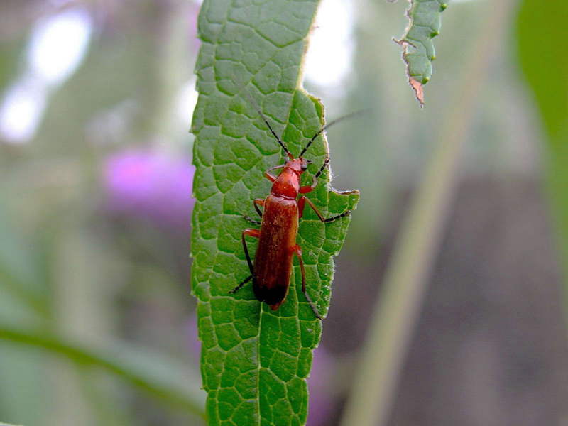 a kind of click beetle; DISPLAY FULL IMAGE.