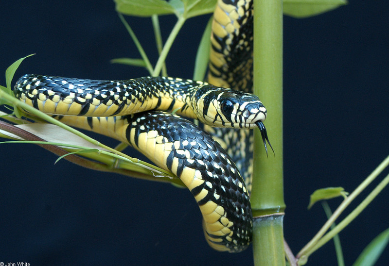Tiger Rat Snake (Spilotes pullatus pullatus); DISPLAY FULL IMAGE.