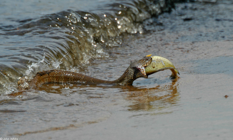 What a Deal! (Northern Water Snake eating a fish); DISPLAY FULL IMAGE.