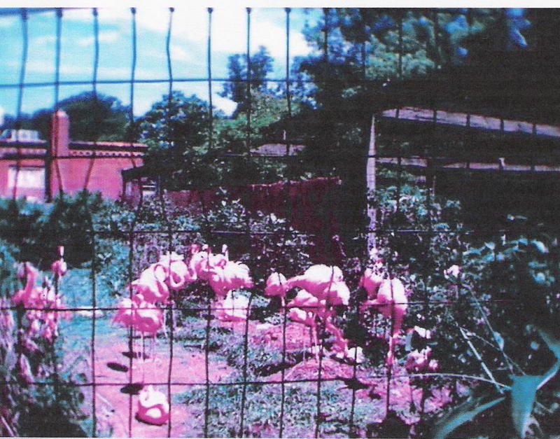 FLAMINGOS PHOTO 2; DISPLAY FULL IMAGE.