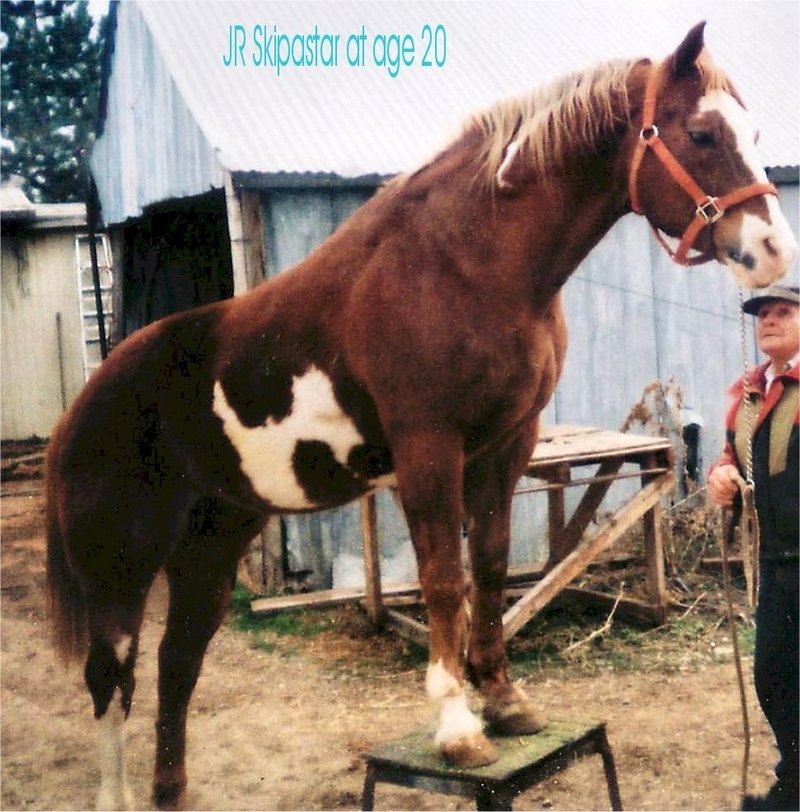 Paint Horse Stallion; DISPLAY FULL IMAGE.