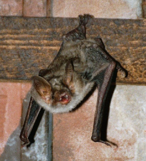 bat (myotis myotis); Image ONLY