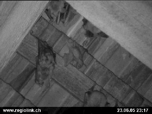 bat_baby_webcam (myotis myotis); Image ONLY