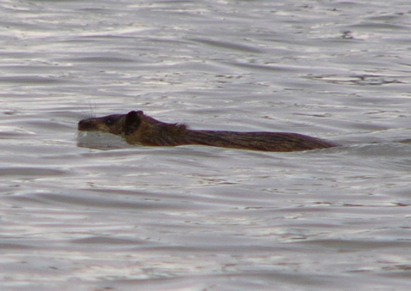 Swimming in the rain! 1; DISPLAY FULL IMAGE.